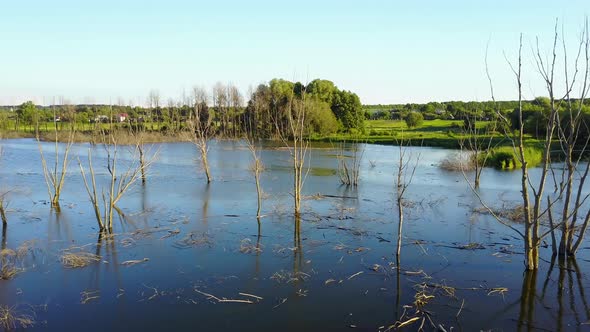 Dry Branches In The Lake