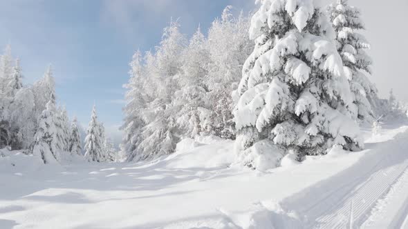 Crosscountry Skiing Trail and a Snowcovered Forest Winter Landscape