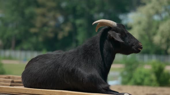 Portrait Of Black Horned Goat Resting With Eyes Looking To The Side With Blurry Nature Background In