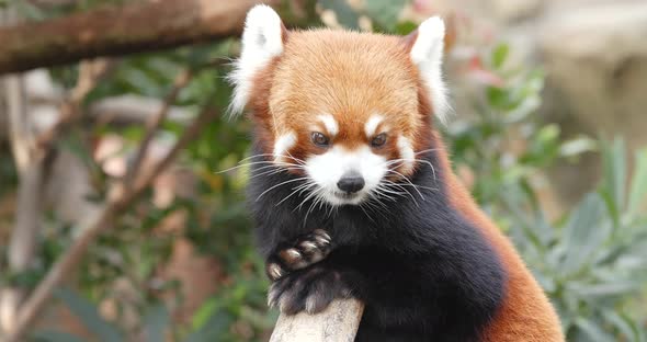 Red panda at zoo