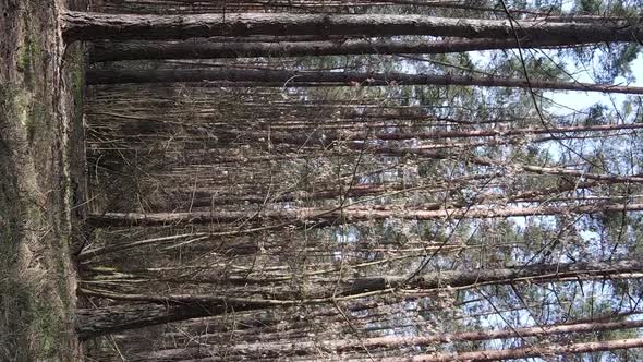 Vertical Video of Trees in a Pine Forest Slow Motion