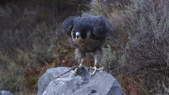 Tethered peregrine falcon perched on a rock