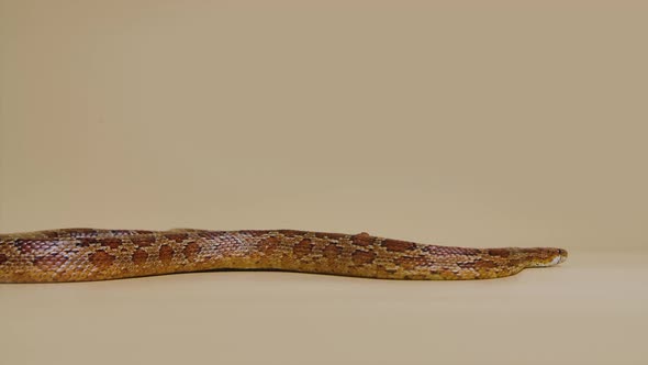 Tiger Python Molurus Bivittatus Morph Albine Burmese on a Beige Background in the Studio