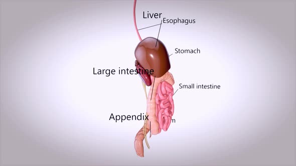 3D concept design of a digestive system