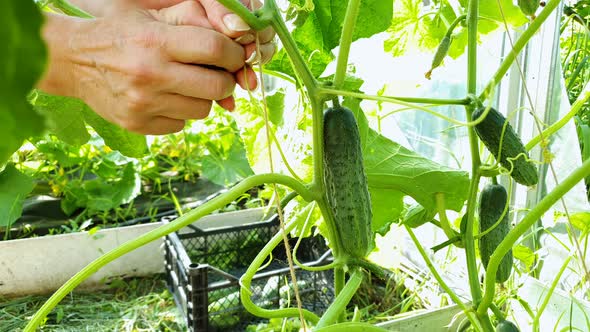  Female Hands Pick Cucumbers from Plant and Put them in Box