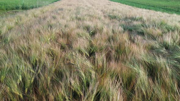 Wheat field in summer