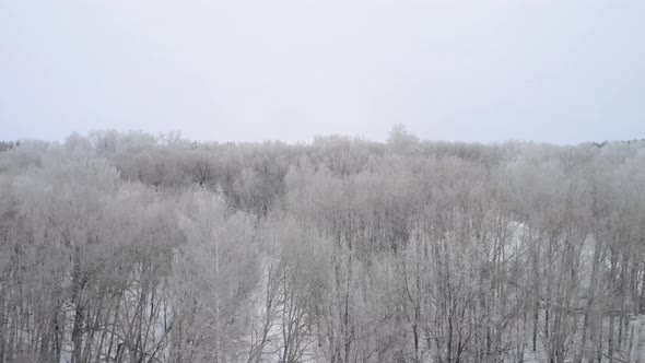 Winter Forest