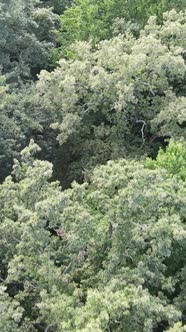 Aerial View of Green Forest in Summer