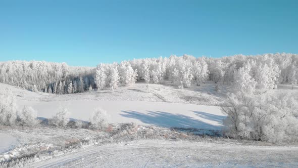 Winter white forest in the early morning