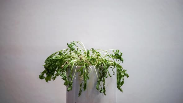 Timelapse of a dead looking, dried up leafy plant  rejuvenating, standing up, and looking healthy ag