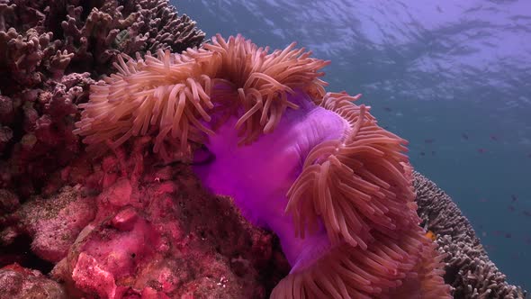 Clownfish (Amphiprion ocellaris) swimming in purple sea anemone on tropical coral reef, wide angle s