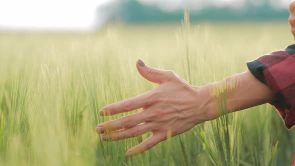 Woman Walks Through a Green Wheat Field and Touches the Ears of Wheat with Her Hands Against the