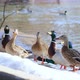 Wild ducks and drakes eat. A flock of ducks in early spring. - VideoHive Item for Sale