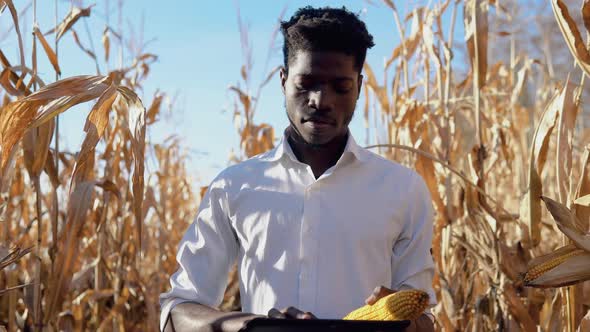 A Young African American Agronomist Farmer Stands in the Middle of a Corn Field with a Head of Corn