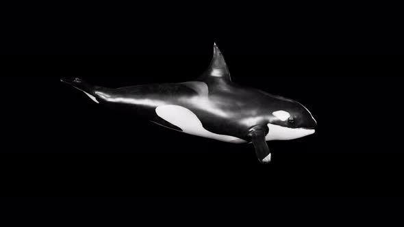 killer whale 4k alpha eat