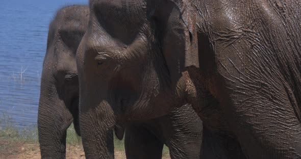 Close Up of Elephants in a Udawalawe National Park of Sri Lanka