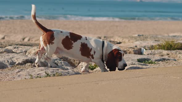 Basset hound dog walking on the Atlantic Ocean beach. 