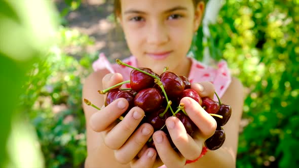 A Child Harvests Cherries in the Garden