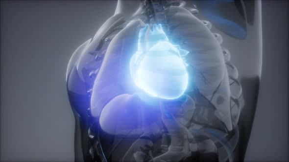 Human Heart Radiology Exam alt