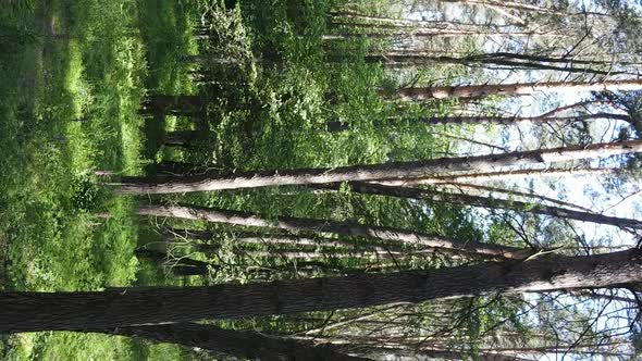 Vertical Video Aerial View Inside a Green Forest with Trees in Summer