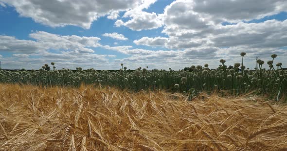 Barley and onion fields , Loiret depatment, France.