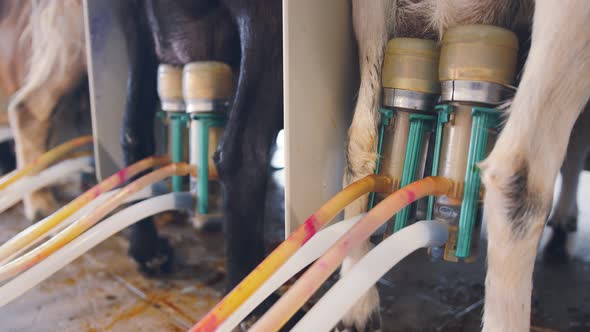 Automatic Machine Milking of Goats on the Farm. Goat Milking Close Up, Using Automated Systems