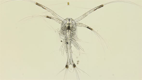 Shrimp Larva at the Protozoea Stage Under a Microscope, After Moulting Passes To the Stage - Zoea