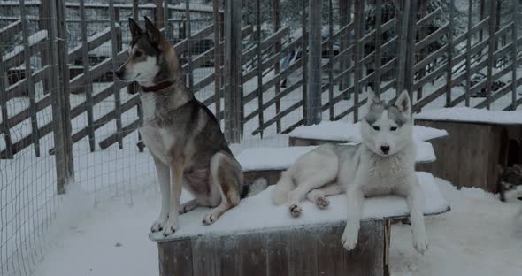 Two husky dogs on the kennel in cage