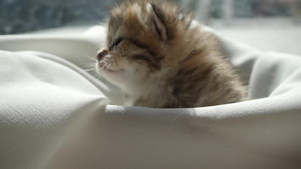 Cute Kitten Sitting On White Fabric Under Sunlight Slow Motion