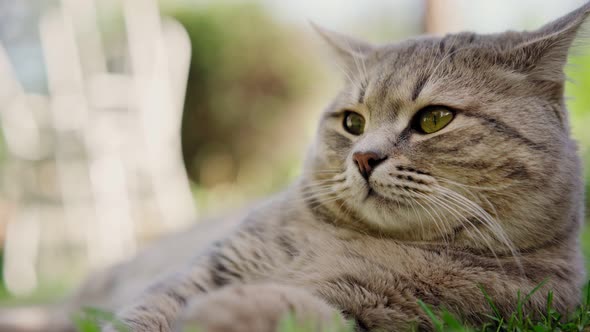 Cute Gray Lazy Cat Lying on the Green Lawn and Curiously Looking Around