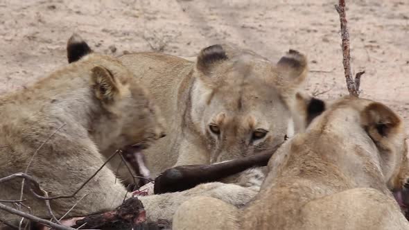 lions devours prey lions devours prey