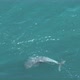 Young dolphin is swimming alone at the sea surface in slow motion - VideoHive Item for Sale