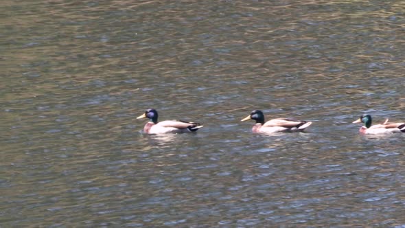 Image of four mallard ducks swimming across the lake, all in the same direction behind each other, t