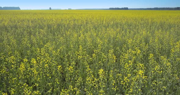 Motion Over Yellow Rape Flowers on Long Stalks in Field