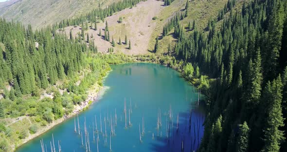 Coniferous Trees Rise From Depths of Mountain Lake