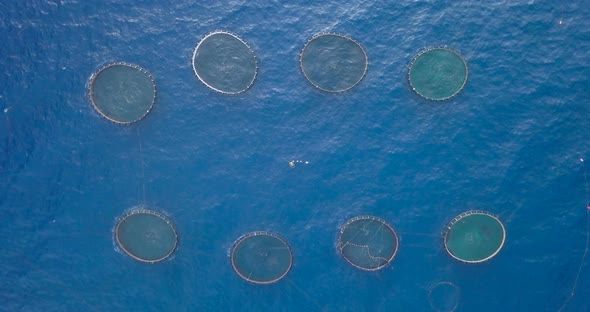 Aquaculture Cage Top View