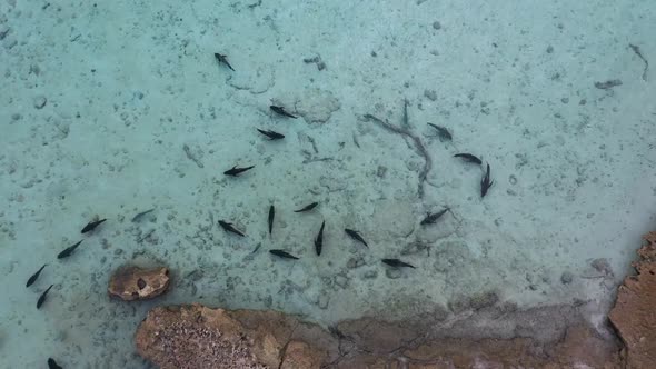 Aerial view of Giant Trevally, Farquhar, Seychelles.