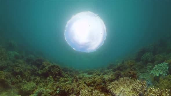 Coral Reef with Fish Underwater