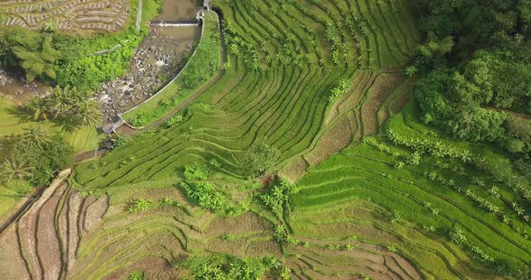 Tonoboyo rice field, Magelang, central Java, Indonesia. Aerial top down view