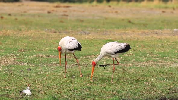 A pair of African Yellow-billed Storks seem to play on the savanna