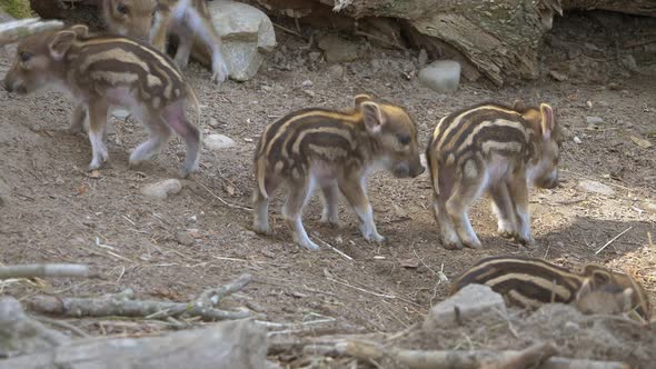 Close up shot of young baby boars walking around in zoo during sunny day - prores