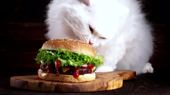 White Domestic Cat Eating Big Burger on Dark Background