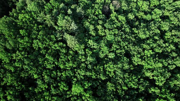 Big Green Forest in Countryside