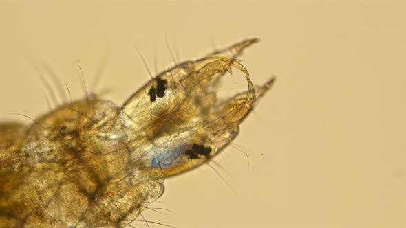 Larvae of the Beetle Hydrophilidae Under a Microscope