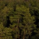 Flying Above the Green Coniferous Forest - VideoHive Item for Sale