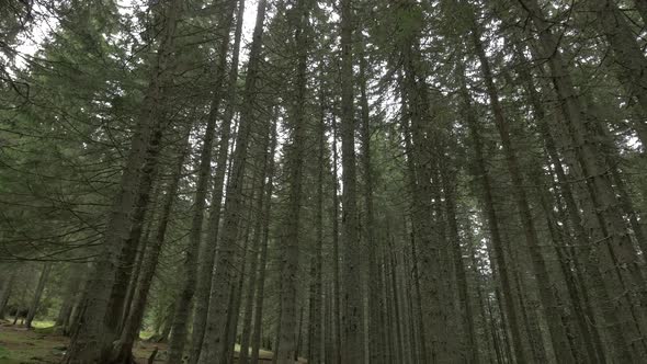 Tall Spruce Forest 