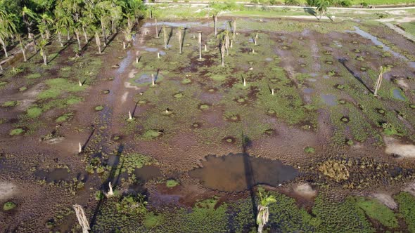 Leafless palm tree is cleared