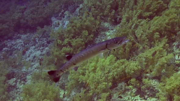 Great Barracuda with open mouth getting cleaned by two cleaner fish on coral reef