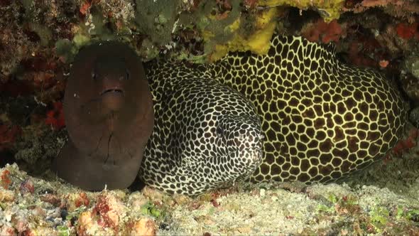 Ginat moray eel and honeycomb moray eel together in coral rock overhang