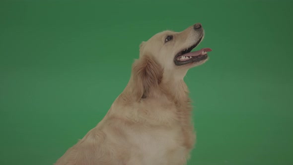 Golden Retriever Gun Dog Bird Dog Head Isolated In Side View On Green Background